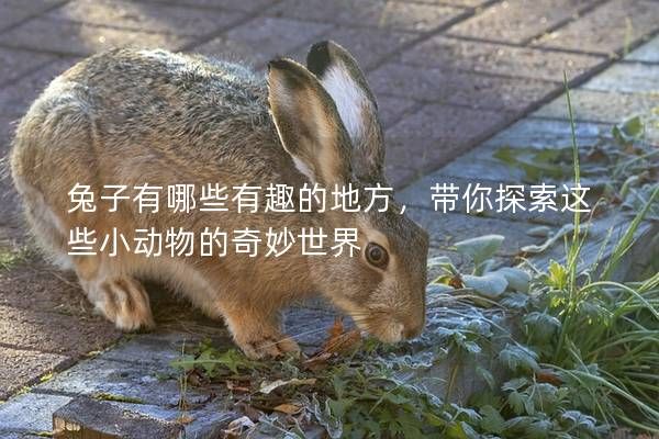 兔子有哪些有趣的地方,带你探索这些小动物的奇妙世界