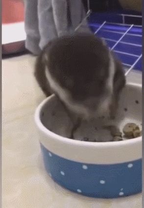 小宠物吃食物像老鼠,吃起来特别有味,可爱又呆萌