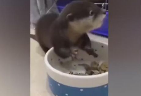 小宠物吃食物像老鼠,吃起来特别有味,可爱又呆萌
