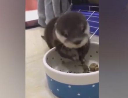 小宠物吃食物像老鼠,吃起来特别有味,可爱又呆萌