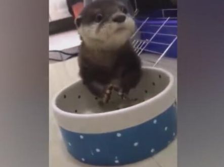 小宠物吃食物像老鼠,吃起来特别有味,可爱又呆萌