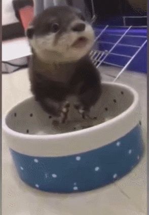 小宠物吃食物像老鼠,吃起来特别有味,可爱又呆萌