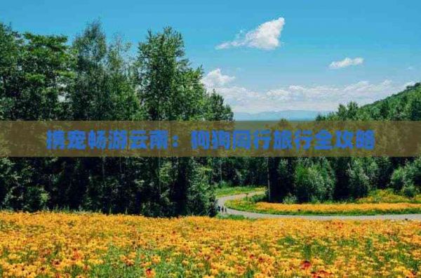 携宠畅游云南:狗狗同行旅行全攻略