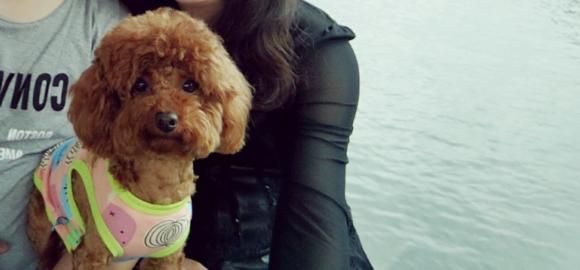 都说养狗后不能旅游,给你一个带上狗狗旅游的攻略