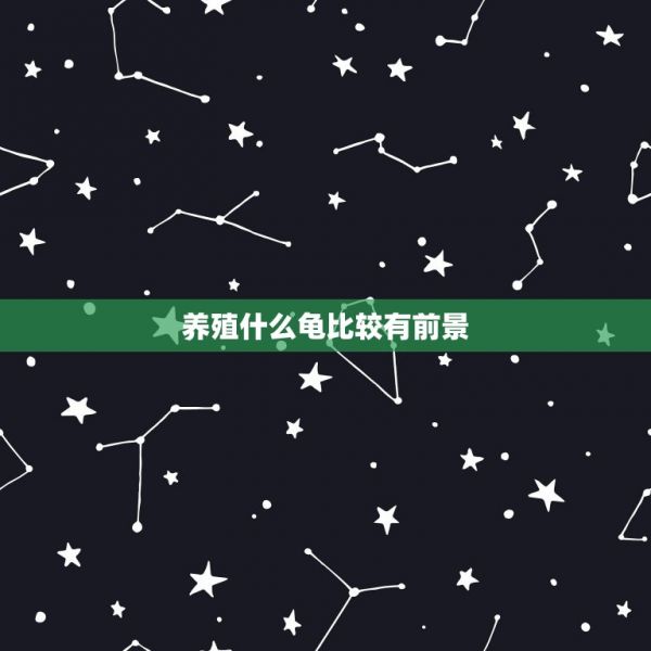 养殖什么龟比较有前景，现在养哪种龟有市场前景，未来升值空间巨大的 第1张