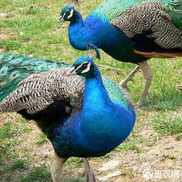 孔雀苗活物公母一对家养宠物观赏鸟孔雀苗活体幼鸟脱温苗包邮到家