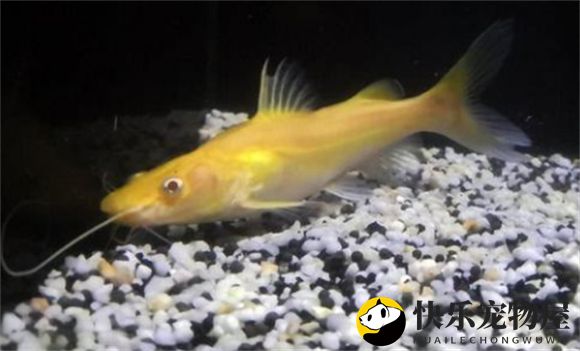 黄金猫鱼和金丝猫鱼啥区别?黄金猫鱼跟金丝猫一样吗?
