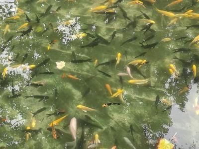 观赏鱼养护合同要点,签订前需知的关键建议与注意事项