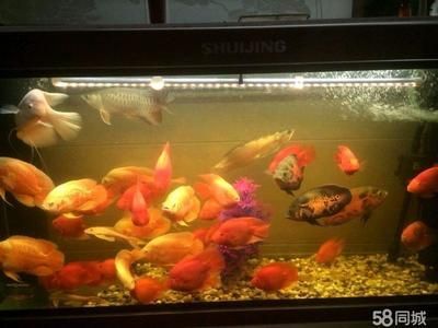 家里的鱼缸养几条鱼比较好:养鱼的数量和风水学中的养护知识对于养鱼的养护知识 未命名 第2张