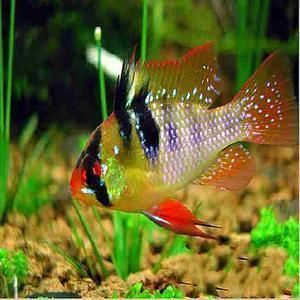 观赏鱼的起源与发展探索观赏鱼的起源与发展探索观赏鱼的起源(大型观赏鱼的种类及其特点) 水族百科 第1张