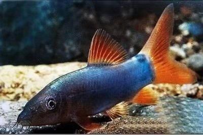 观赏鱼的起源与发展探索观赏鱼的起源与发展探索观赏鱼的起源（大型观赏鱼的种类及其特点） 水族百科 第3张