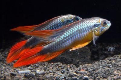 观赏鱼的起源与发展探索观赏鱼的起源与发展探索观赏鱼的起源(大型观赏鱼的种类及其特点) 水族百科 第4张