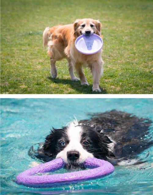 江津宠物训练学校 宠物行为纠正 服务用心，全心全意