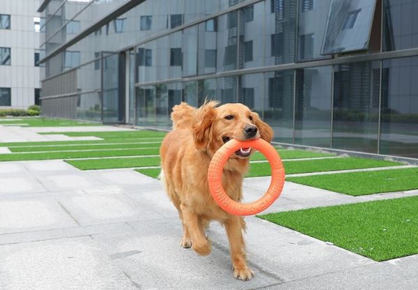 江津宠物训练学校 宠物行为纠正 服务用心，全心全意