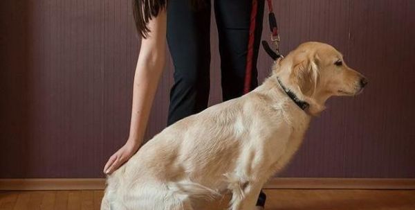 服务一流，快速服务 重庆两江新区宠物训练学校 宠物行为纠正可上门训练