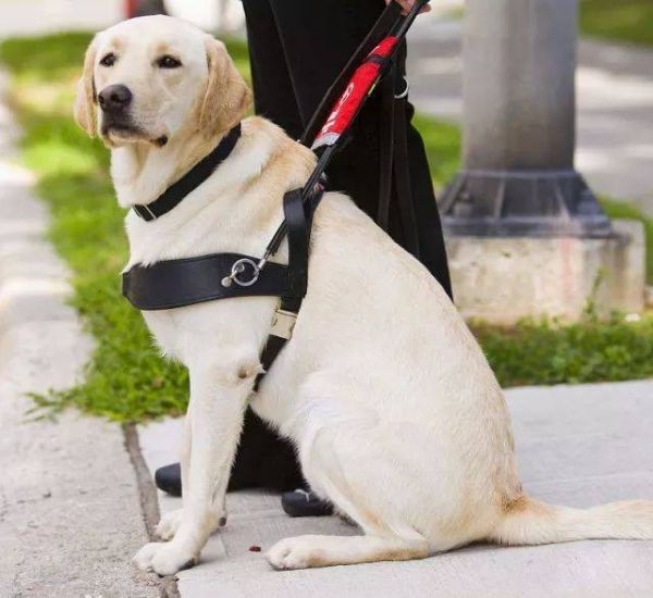 服务一流，快速服务 重庆两江新区宠物训练学校 宠物行为纠正可上门训练