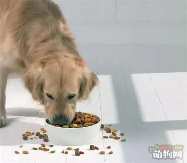 狗狗调理肠胃 要“少食多餐“