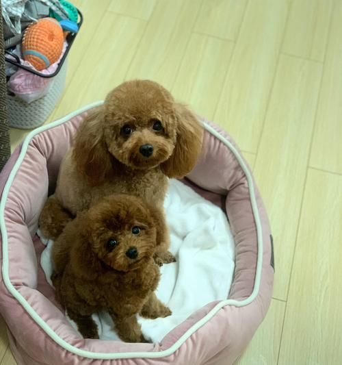 狗狗肠胃炎后的饮食调理（如何选择适合狗狗的食物）