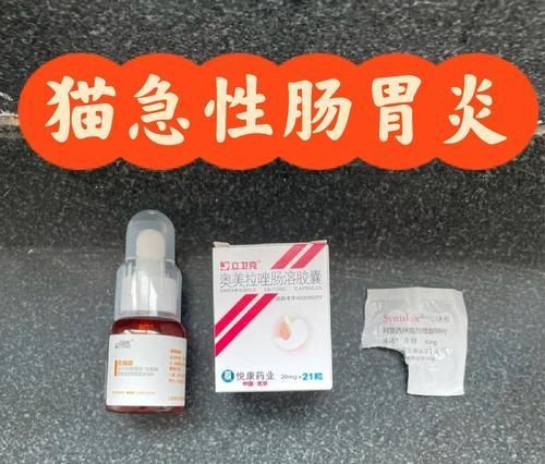 解决猫咪肠胃炎的有效药物及方法（从日常饮食调理到药物治疗，帮助宠物摆脱肠胃炎困扰）