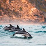 动物世界视频的预览图