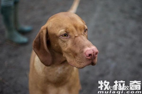 怎样杜绝狗狗外出走丢?