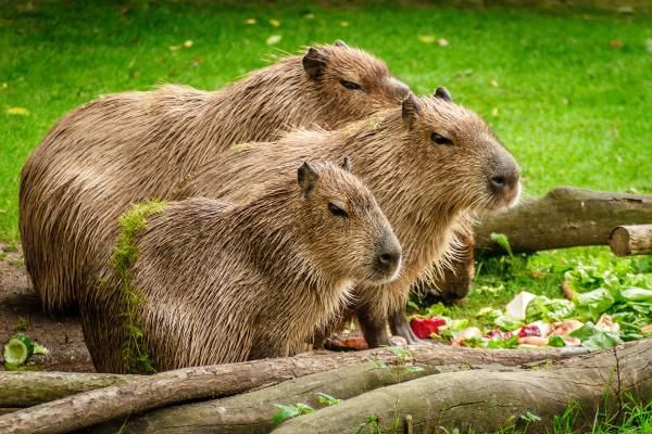 Capibara: qué es, dónde vive y qué come
