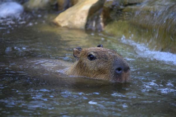 Capibara: qué es, dónde vive y qué come - Dónde vive el capibara
