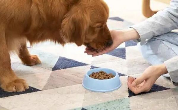 如何自制金毛犬天然狗粮视频