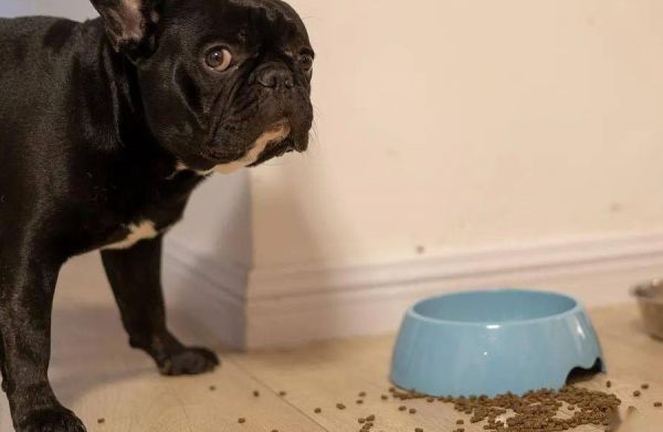 马士提夫犬怎么自制狗粮?教程来了