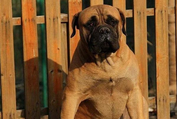 马士提夫犬怎么自制狗粮?教程来了