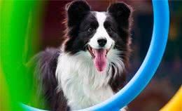 养狗狗新手，狗狗第一天到家时应注意什么？