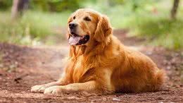 每日一读：狗狗品种—金毛