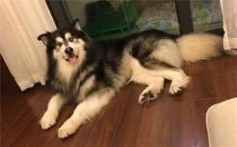 阿拉斯加幼犬超简单狗粮自制—玉米羊肉