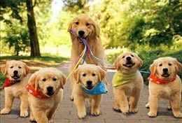 可爱的金毛狗狗的简历