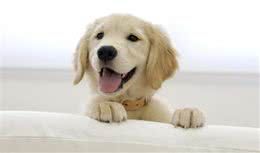 狗狗的日常养护