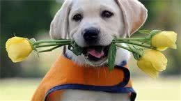 现在，拉布拉多为什么成为越来越常见的家养犬？