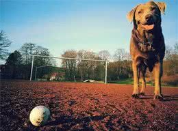 小编告诉你：拉布拉多犬一生最易训练的“黄金期”，请收好！