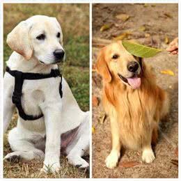 拉布拉多比起金毛4大优势，你喜欢哪个？