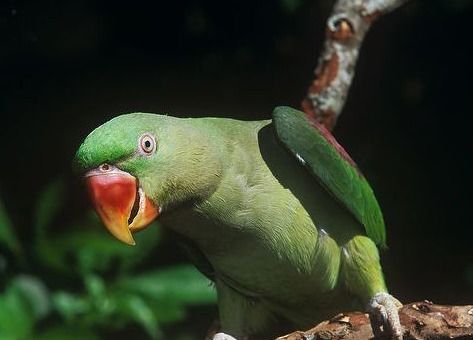 鹦鹉一年繁殖几次呢？