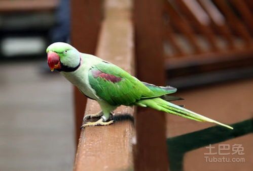 亚历山大鹦鹉繁殖季节是何时呢？