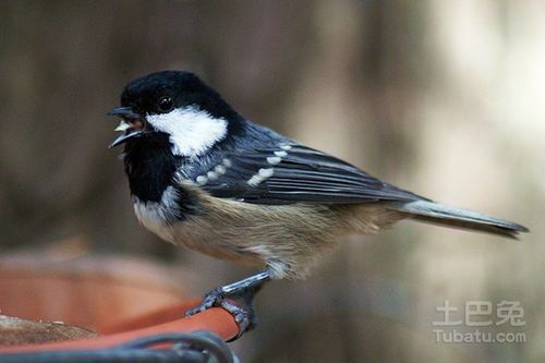 乌鸫繁殖季节是什么时候呢？