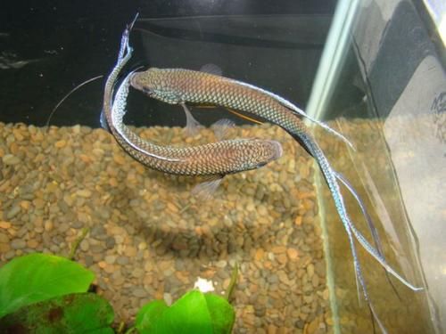 中国斗鱼何时进入繁殖期呢？