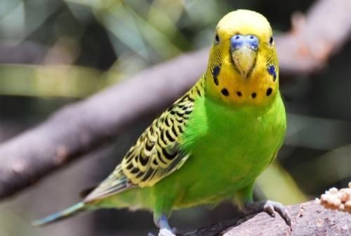 虎皮鹦鹉一年繁殖几次？