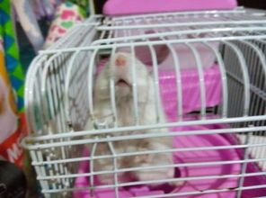 仓鼠何时可以开始繁殖？