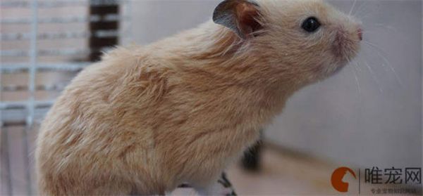 仓鼠活体快递一般怎么寄