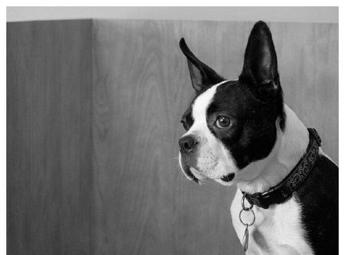 老年狗狗贫血预防与治疗指南