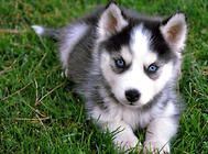 雪纳瑞老年犬的护理方法和注意事项