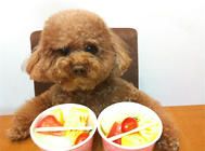 【美食攻略】自制适合老年犬吃的营养餐