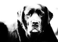 老年犬狗粮喂养的注意事项