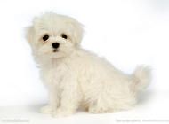 比熊幼犬、比熊成犬及老年犬的喂养要点